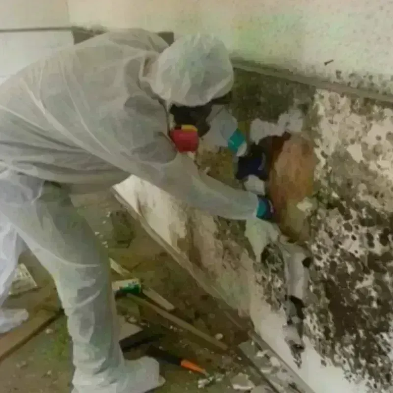 Mold Remediation and Removal in Abbeville, GA